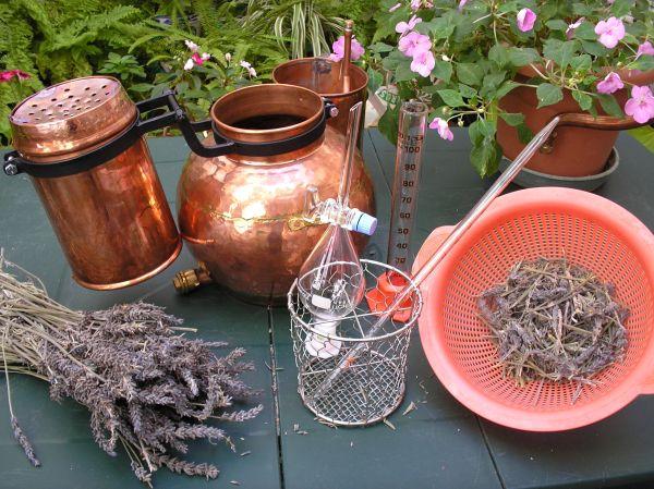 herbs and distilling